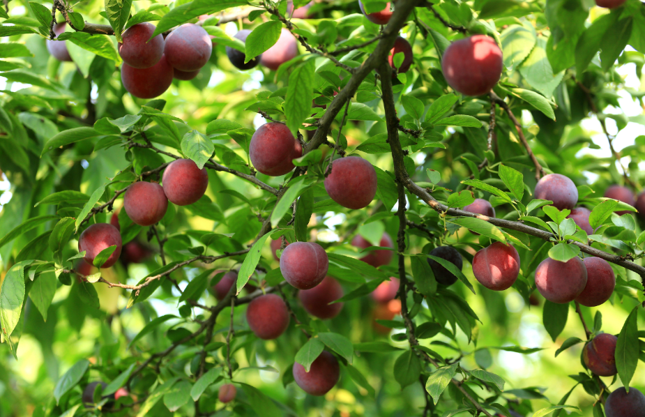 李子树叶子枯萎是什么病