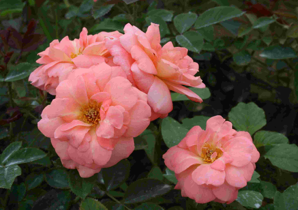 丰花月季的养殖方法和注意事项