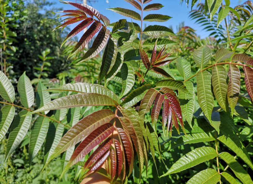 香椿树繁殖(四种方法)