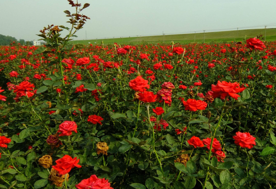 玫瑰花如何剪枝扦插