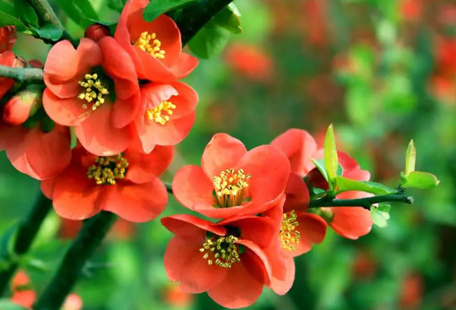 海棠花喜欢水多还是水少