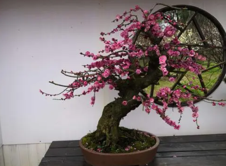 梅花盆栽养殖方法和注意事项