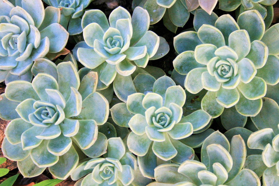 石莲花放在室内可以吗