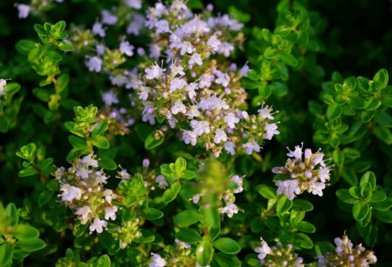 百里香花怎样种植