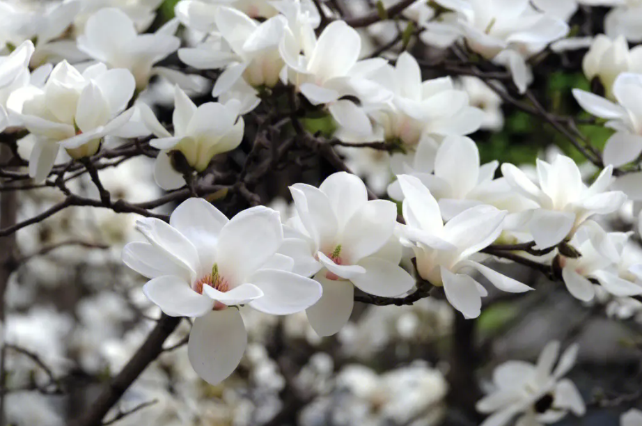 白玉兰花需要剪枝吗