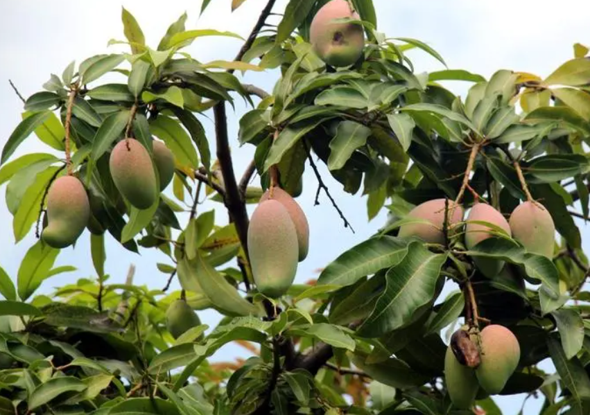 芒果长在树上还是地上