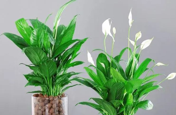 一帆风顺花是土养好还是水养好