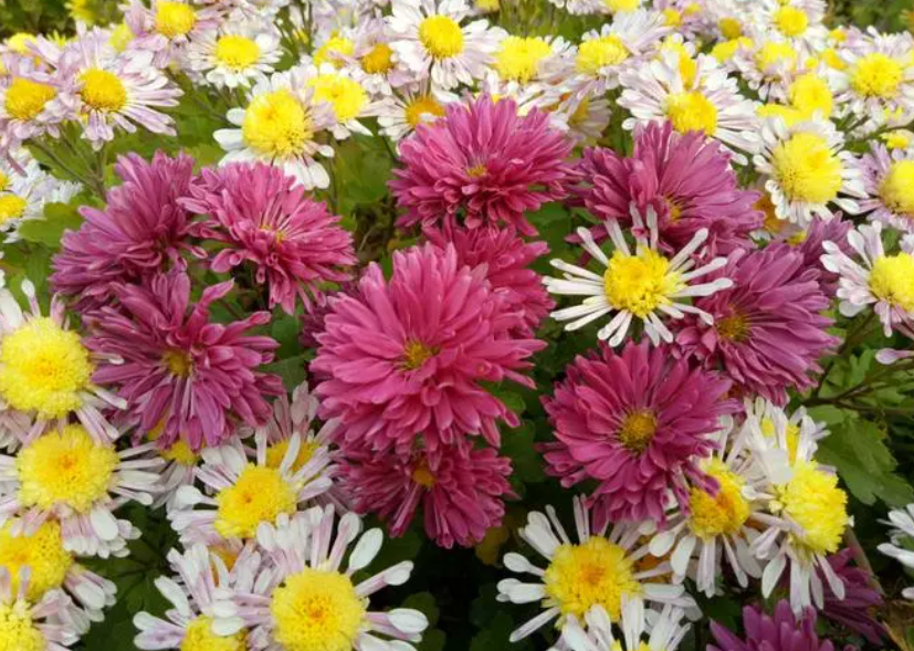 地栽菊花什么时候上盆