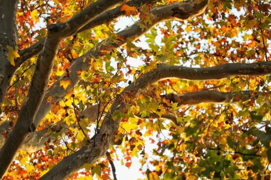 梧桐树生长环境在哪里