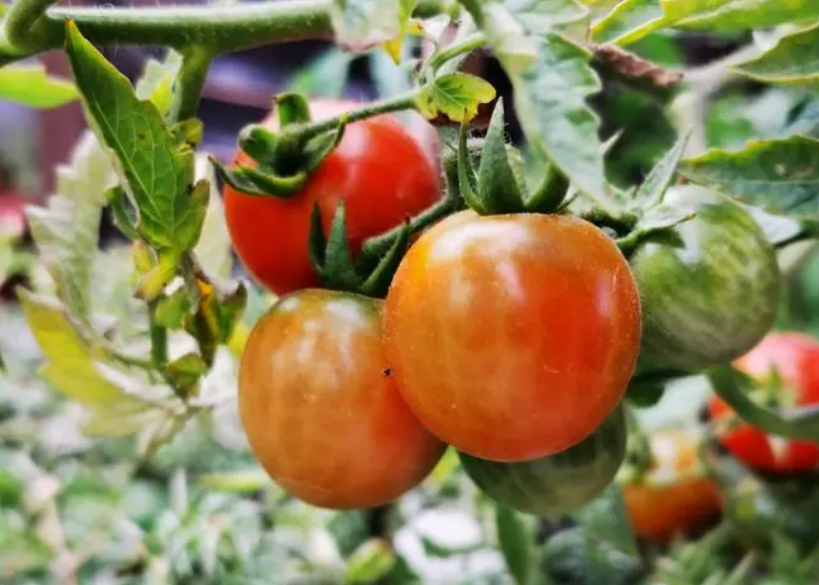 小番茄从开花到成熟需要多长时间