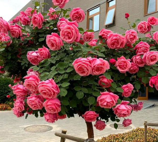 玫瑰花老桩发芽慢怎么办