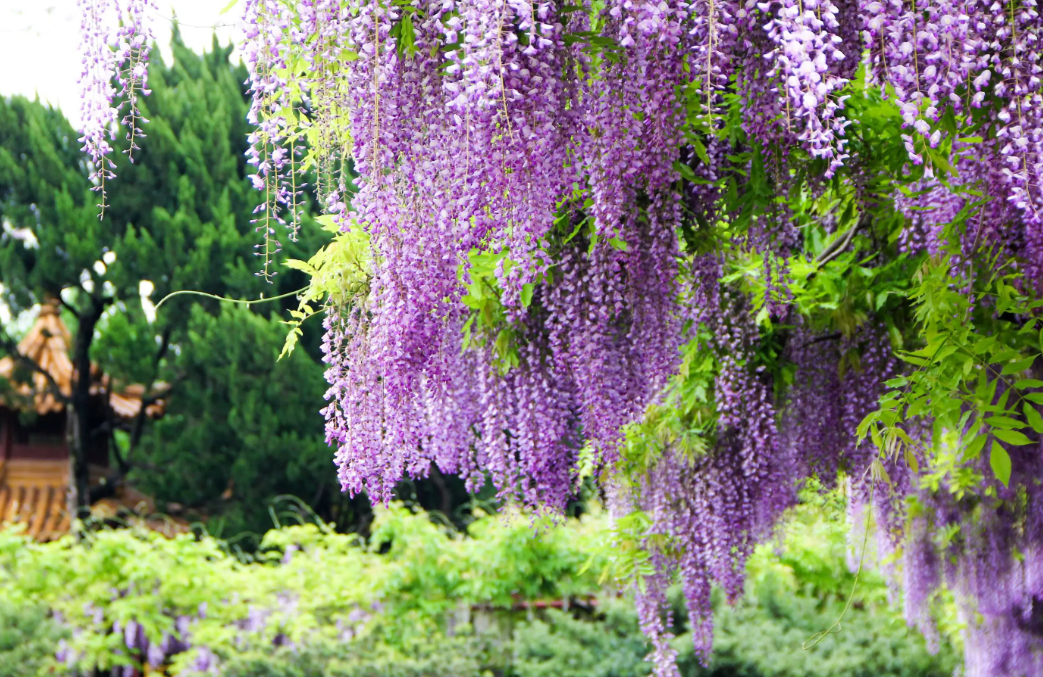什么花可以养成老桩