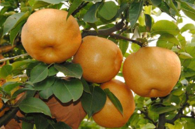 亩收益10万的果树