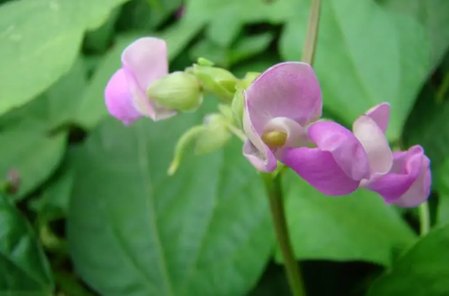 芸豆花期坐不住果怎么办