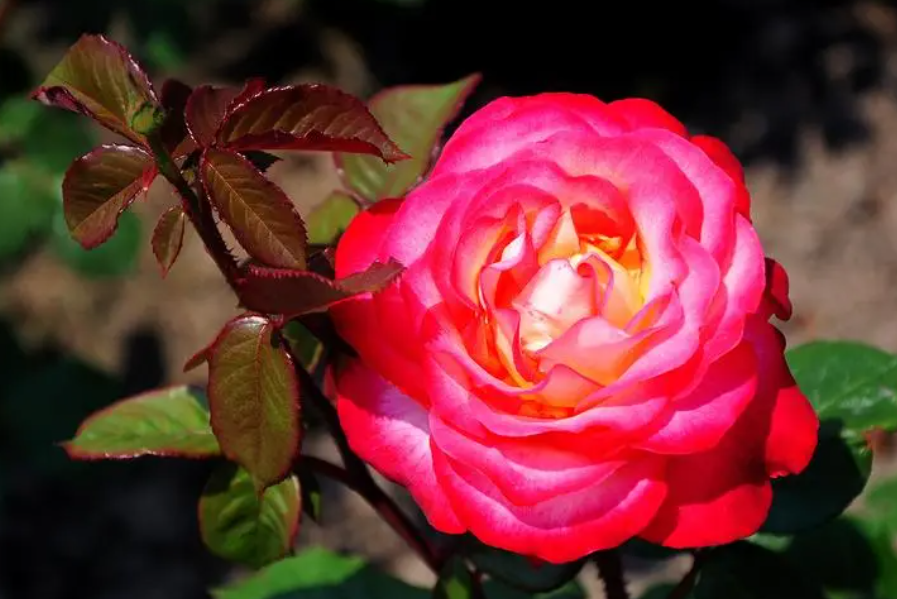 月季花喜阴还是喜阳