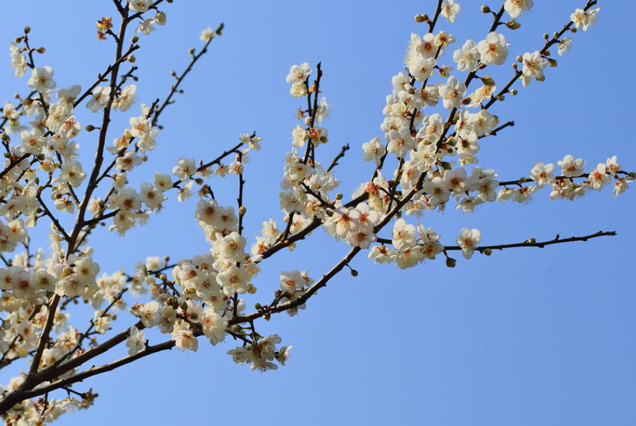 梅花能施复合肥吗