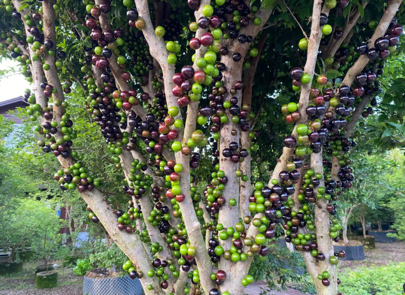 树葡萄种植条件和区域