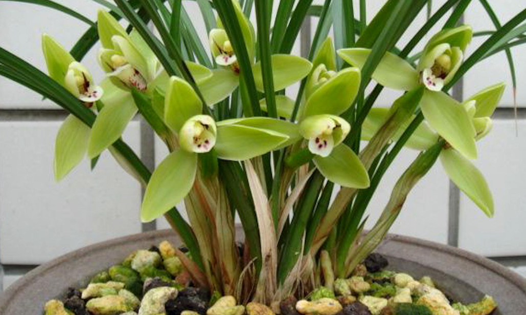 兰花一苗的养殖方法