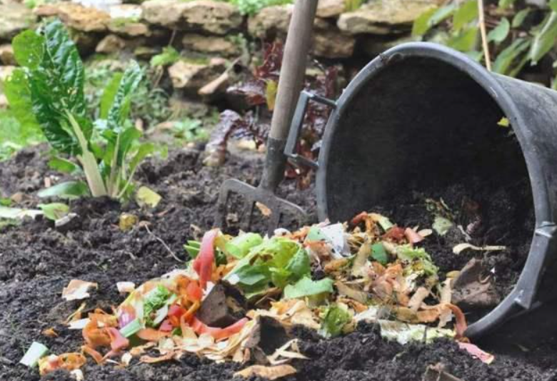 树叶菜叶怎么做肥料