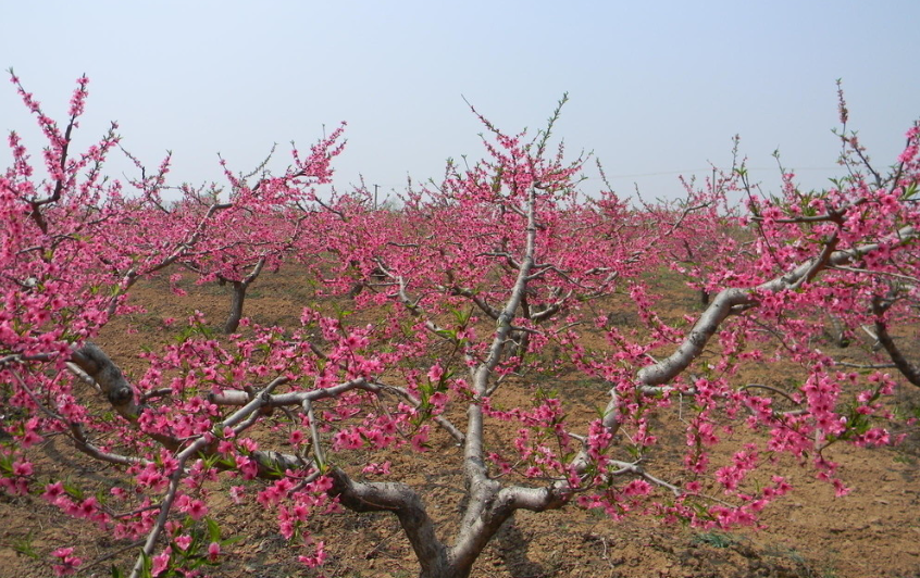 桃树能嫁接樱桃树吗