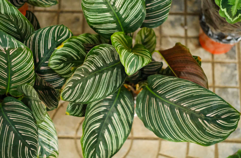 天鹅绒什么时候开花