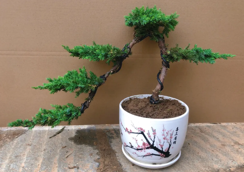 松树盆景施什么肥