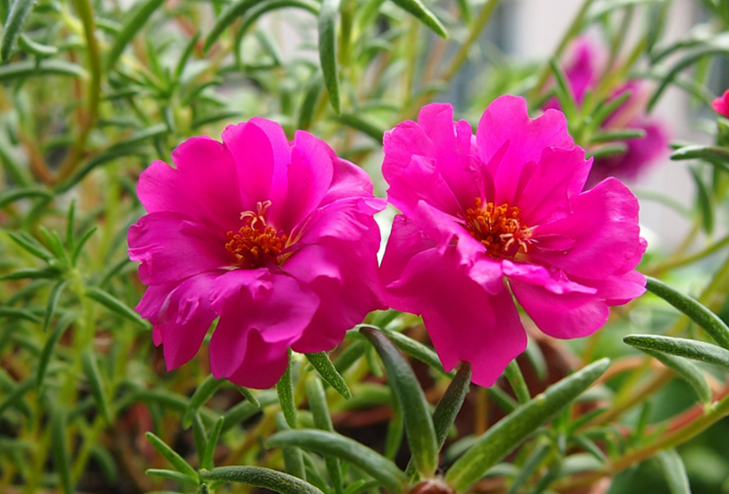 太阳花扦插多长时间开花