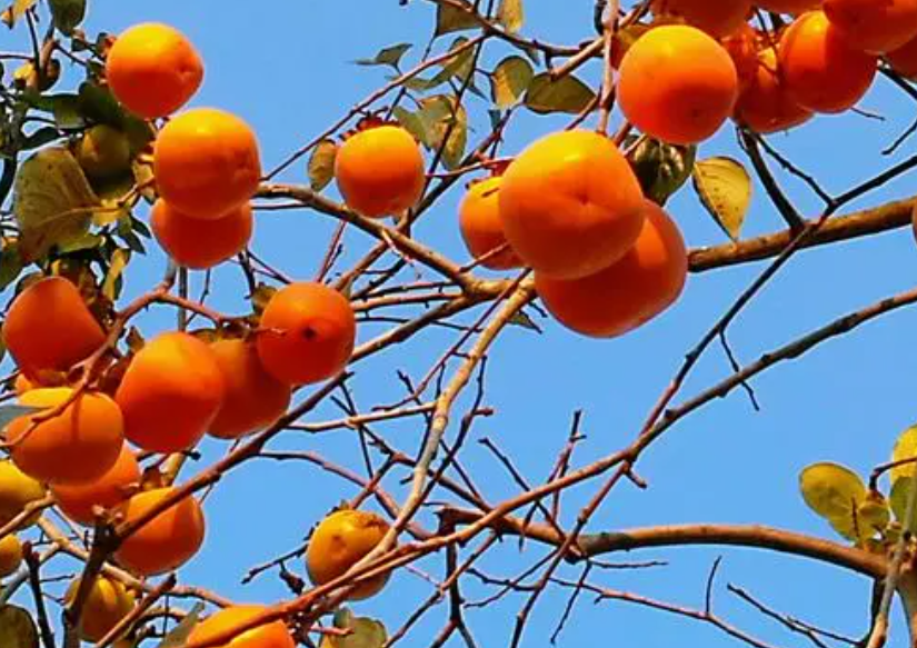 柿子树为什么不能栽在院子里