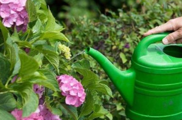 凉开水浇花为什么花不能活