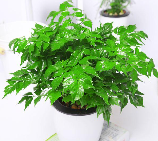 幸福树在暖气屋内需要施肥吗