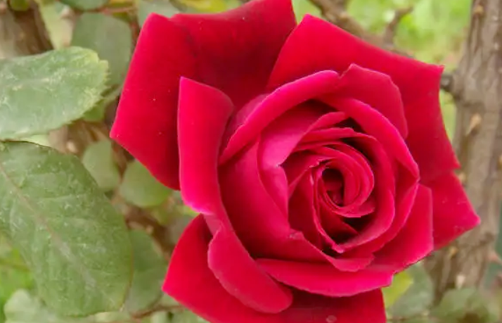 玫瑰花剪枝种植方法