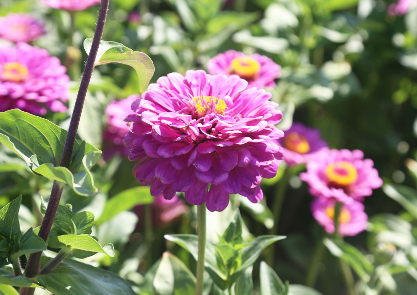 百日草几月份开花