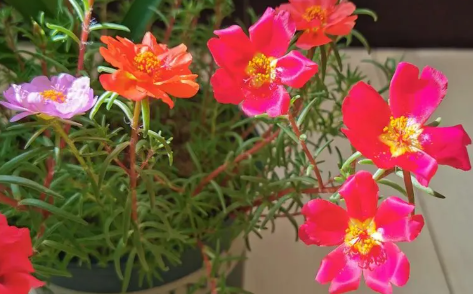 太阳花对光照的要求