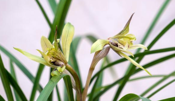 夏天兰花怎么养殖方法和注意事项