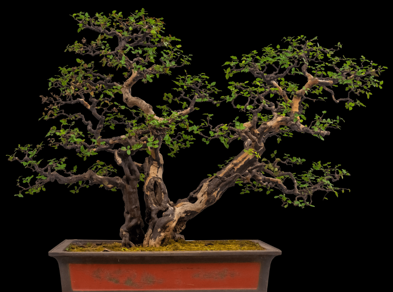 盆景树快速成老桩方法