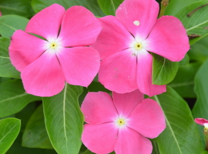 长春花种植方法和注意事项