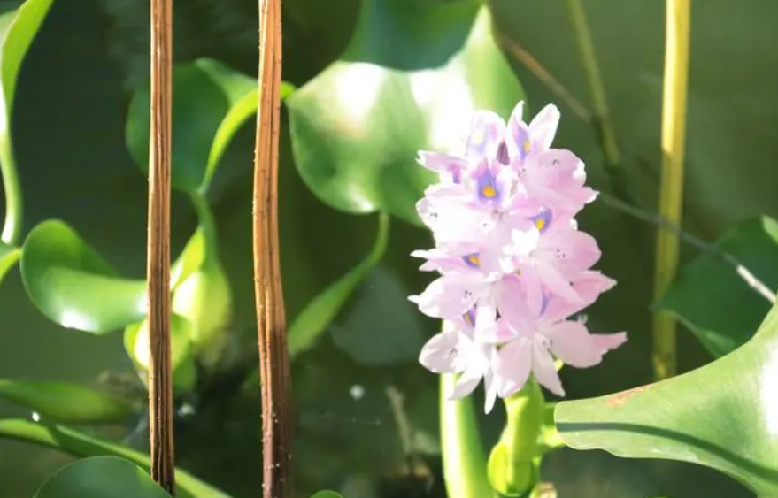 孔雀翎花可以在卧室养吗