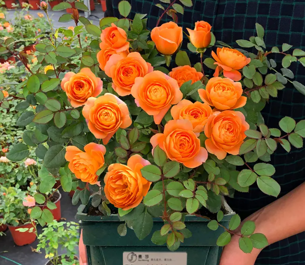 果汁玫瑰冬天还开花吗