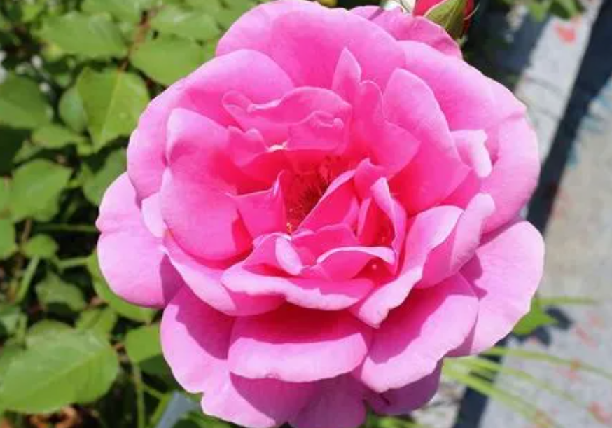 月季花种在院子里对风水好吗