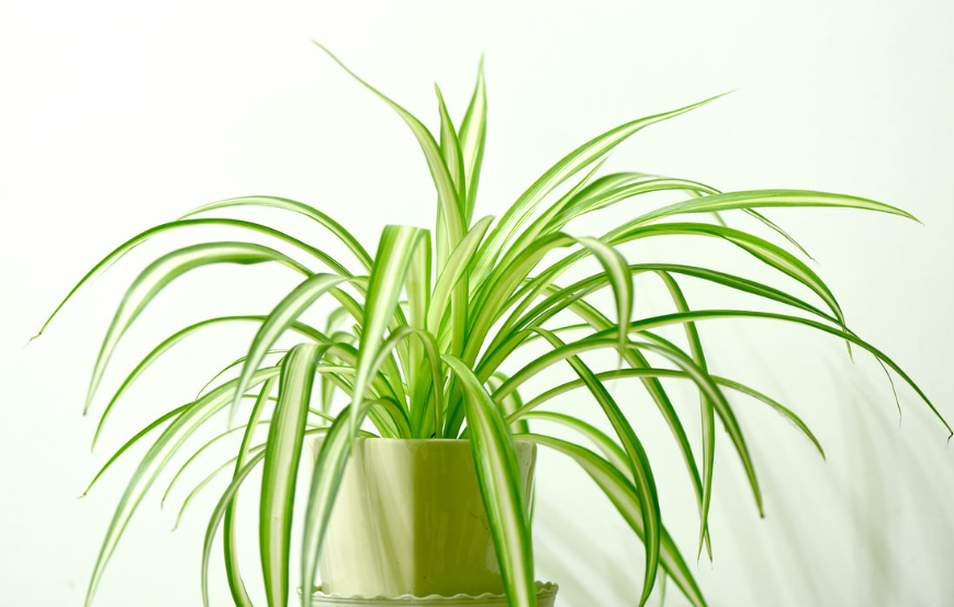 净化空气的室内花卉