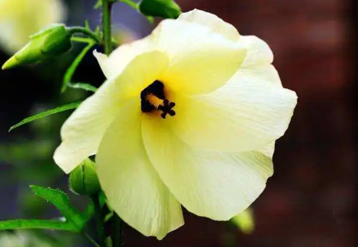 金花葵的种子什么样子