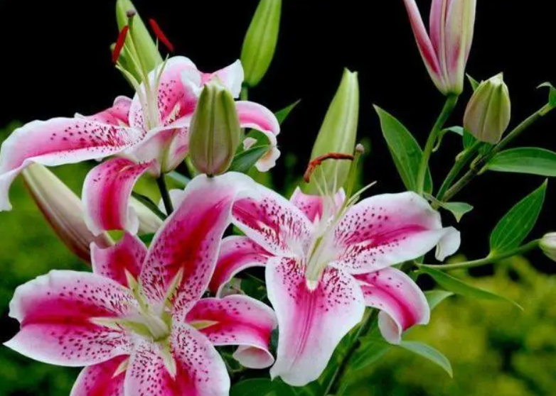 百合花配什么花好看