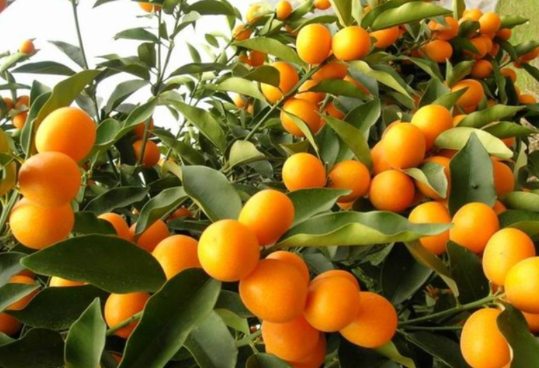 金桔树不长新叶怎么办