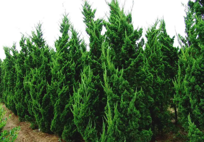 新栽的柏树怎样浇水