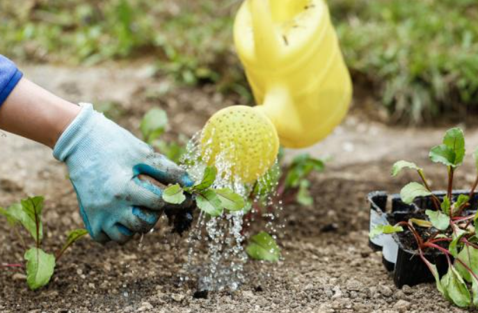 复合肥兑水浇花会烧根吗