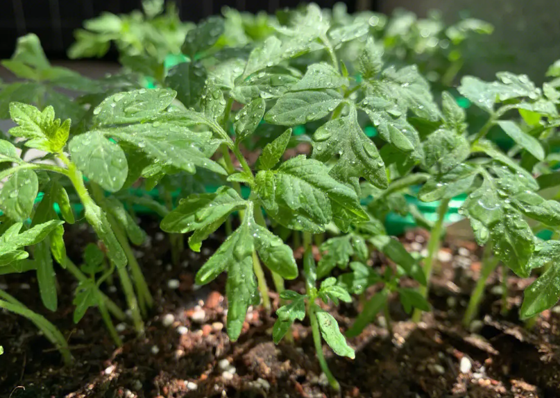 番茄苗只开花不结果什么原因