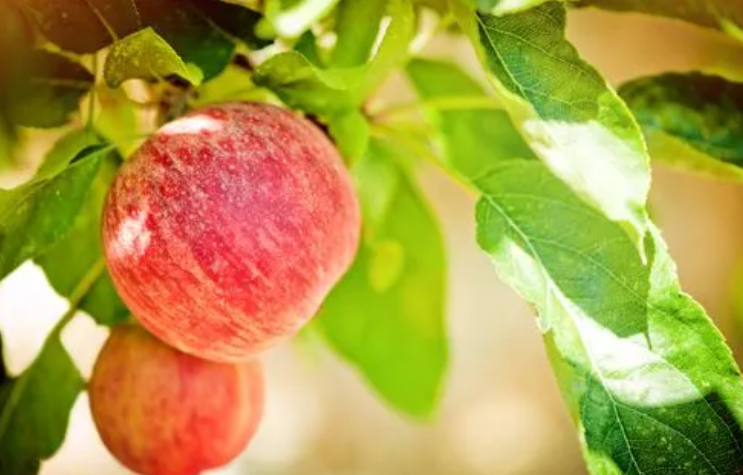 在秋天能结果实的树有哪些