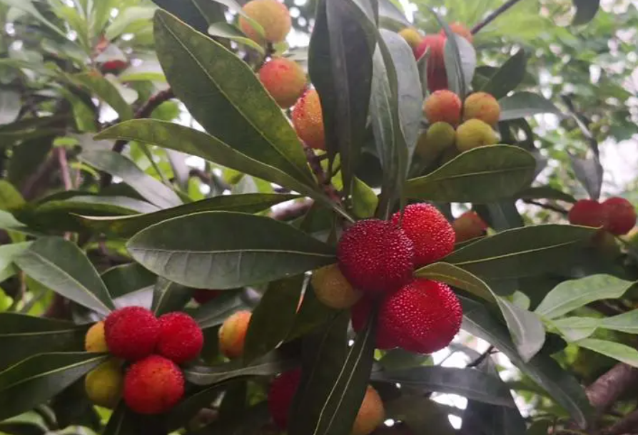 一颗杨梅树能活多少年