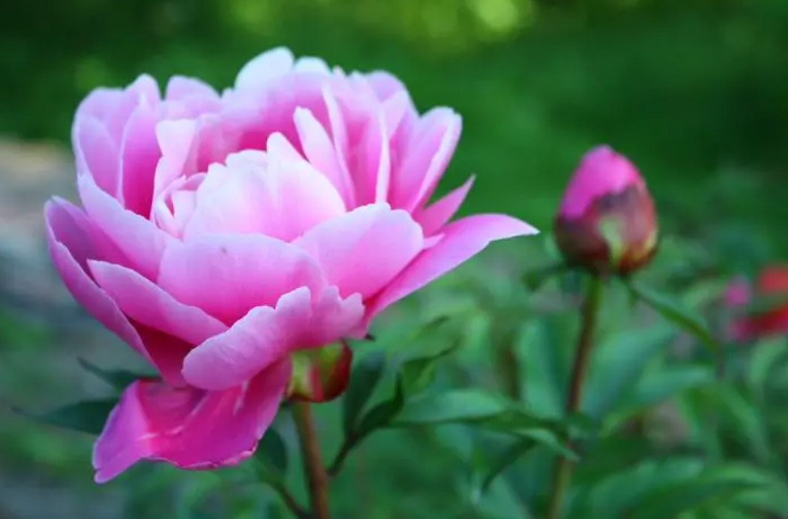 怎样种牡丹花的根尽快发芽