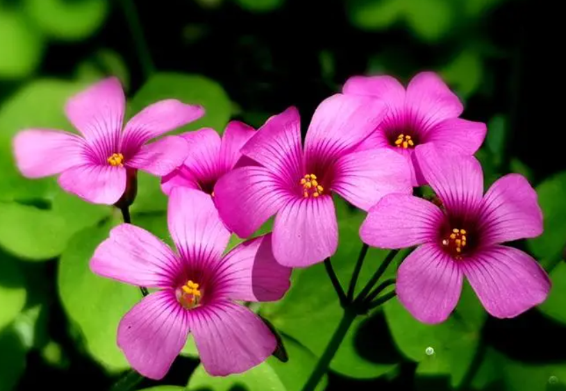 什么花适合养剩茶叶水